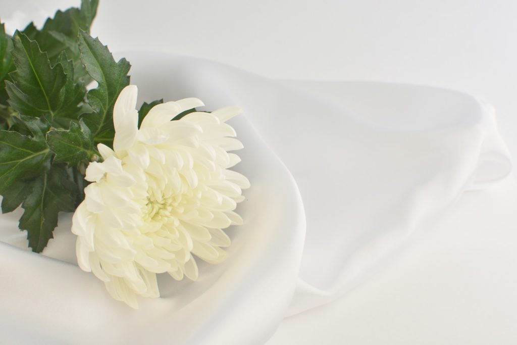仏事の白い菊の花